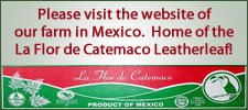 Visit www.flordecatemaco.com - home of the La Flor de Catemaco Leatherleaf!
